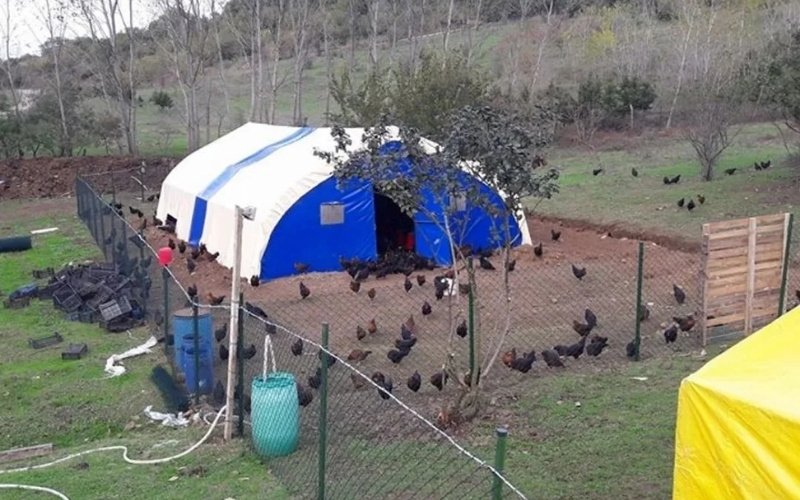 tavuk kümes çadırı