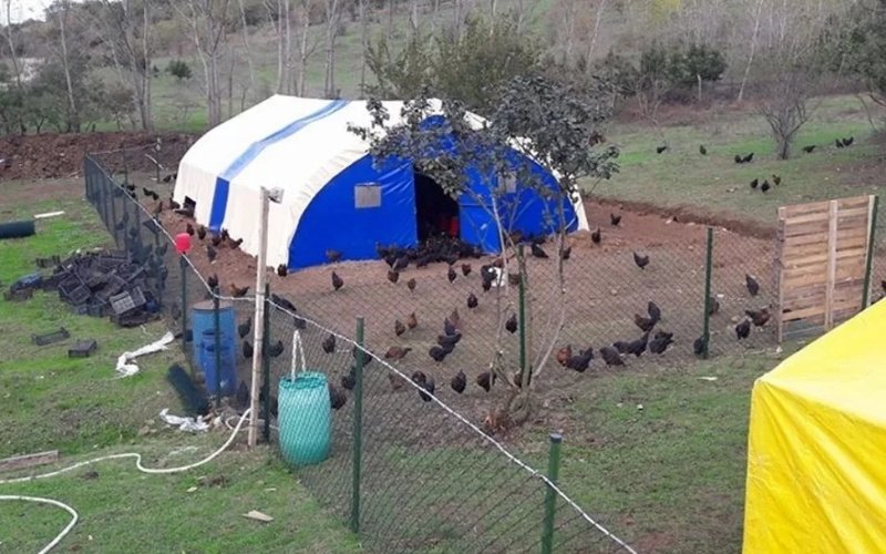 Tavuk ve Kümes Hayvanları İçin Soğuk İklim Çadırı